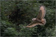 Mitzieher... Europäischer Uhu *Bubo bubo* im schnellen Gleitflug, Segelflug
