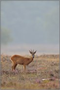 aufmerksame Blicke... Reh *Capreolus capreolus*, Rehbock in der Heide