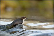 stromlinienförmig... Wasseramsel *Cinclus cinclus * bei der Nahrungssuche