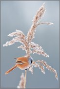 Winterzeit... Bartmeise  *Panurus biarmicus*