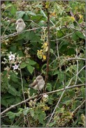 still wartend... Neuntöter *Lanius collurio*, gerade eben flügge Jungvögel warten gut versteckt im Brombeergebüsch auf Fütterung