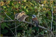 begierig... Neuntöter *Lanius collurio*, junge Neuntöter wollen vom männlichen Altvogel gefüttert werden