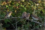 die ganze Rasselbande... Neuntöter *Lanius collurio*, 3 Jungvögel werden vom weiblichen Altvogel gefüttert