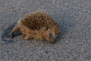 Tod auf der Strasse... Igel *Erinaceus europaeus*, Strassenverkehrsopfer, überfahrener Igel