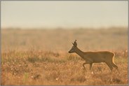 früh am Morgen... Rehbock *Capreolus capreolus* zieht im dunstigen Gegenlicht durch eine Heidelandschaft