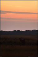 Hirschröhren... Rothirsch *Cervus elaphus* am späten Abend