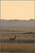 lauschend... Rotwild *Cervus elaphus*, Hirschkuh in weiter Grasssteppe