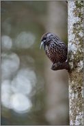 rufend... Tannenhäher *Nucifraga caryocatactes*, Wächter des Bergwaldes