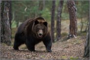 Sohlengänger... Europäischer Braunbär *Ursus arctos* läuft einen Berg hinauf