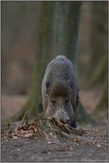 bestens angepasst... Wildschwein *Sus scrofa* in der Frontalen