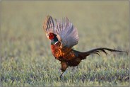 Flattermann... Jagdfasan *Phasianus colchicus* schlägt mit den Flügeln
