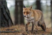im Nadelwald... Rotfuchs *Vulpes vulpes* bei schlechtem Wetter mit regennassem Fell