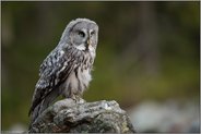 ernster Blick... Bartkauz *Strix nebulosa* nutzt ein erhöhten Felsen, um von aus zu jagen
