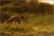 bei Sonnenuntergang... Rotfuchs *Vulpes vulpes* im späten Gegenlicht