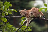 Sackgasse... Eurasischer Luchs *Lynx lynx*, Jungtier ruht auf einem dünnen Zweig