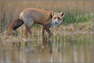 ein rascher Blick... Rotfuchs *Vulpes vulpes*, vorsichtiger Fuchs