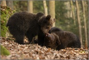verspielt... Europäischer Braunbär *Ursus arctos*, zwei Jungbären tollen miteinander herum