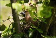 beim Verlassen des Nestes... Kernbeißer *Coccothraustes coccothraustes*, weiblicher Altvogel während der Brutzeit