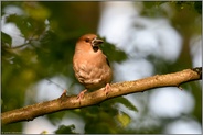 aufmerksamer Blick... Kernbeißer *Coccothraustes coccothraustes*, weiblicher Altvogel im Wald bei spätem Licht