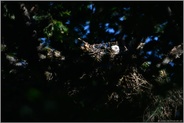 geheimnisvoll... Habicht *Accipiter gentilis*, frisch geschlüpfter Jungvogel im dunklen Waldhorst