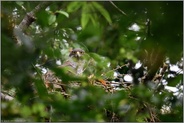 eindringlicher Blick... Habicht *Accipiter gentilis*, weiblicher Altvogel am Horst, direkter Blickkontakt, Habichtaugen