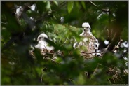 Rundumblick... Habicht *Accipiter gentilis*, Jungvögel auf ihrem Nest