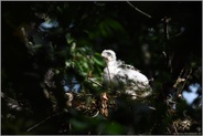 im Lichtspot... Habicht *Accipiter gentilis*, Jungvogel, Nestling auf dem Nest