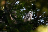 auf dem Habichthorst... Habicht *Accipiter gentilis*, fast flügge Habichtnestlinge auf ihrem Nest in einer Baumkrone