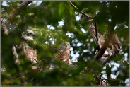 Besprechungsrunde... Habicht *Accipiter gentilis*, Jungvögel im Ästlingsstadium auf ihrem Horst