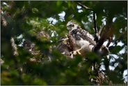 Fütterung... Habicht *Accipiter gentilis*, Altvogel versorgt den Nachwuchs mit Beute, füttert Jungvögel