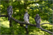 zu dritt...  Habicht *Accipiter gentilis*, drei Jungvögel, Geschwister sitzen beieinander