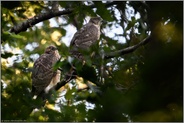 Jungvögel... Habicht *Accipiter gentilis*, zwei Geschwister hoch oben in den Bäumen