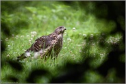 Leben im Verborgenen... Habicht *Accipiter gentilis*, flügger Jungvogel, Rothabicht durch's Gebüsch hindurch fotografiert