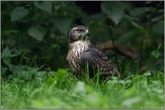 aufmerksam...Habicht *Accipiter gentilis*, junger Habicht sitzt auf einer Waldlichtung am Boden, schaut sich um