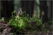 heimlich und versteckt... Mäusebussard *Buteo buteo*, junger Greifvogel, Ästling auf einem Baumstumpf im Wald