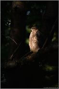 Lichtspot im Wald... Habicht *Accipiter gentilis*,  diesjähriger Jungvogel, Rothabicht sitzt in nahezu perfekten Licht