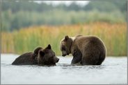 vorsichtige Annäherung... Europäischer Braunbär *Ursus arctos*, zwei Bären begegnen sich im flachen Wasser eines Sees
