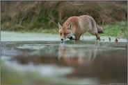 im Sumpf... Rotfuchs *Vulpes vulpes* durchläuft ein flaches Gewässer