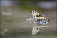 klein, unauffällig und quirlig... Wintergoldhähnchen *Regulus regulus* an einer Wasserstelle, Weibchen im Frühjahr