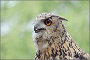 feurig leuchtende, orangerote Augen... Uhu *Bubo bubo*, Nahaufnahme, Portrait der großen Ohreule