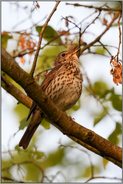 Gruß an den Frühling... Singdrossel *Turdus philomelos* singt ihr Lied