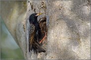 an der Bruthöhle... Star *Sturnus vulgaris*, fütternder Altvogel