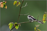 lustiger Geselle... Schwanzmeise *Aegithalos caudatus* in einem Busch am Wegesrand