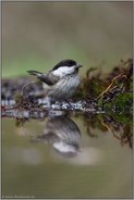 leicht zu verwechseln... Weidenmeise *Poecile montanus* oder auch Mattköpfige Sumpfmeise an der Wasserstelle