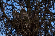 das Nest... Waldohreule *Asio otus*, Waldohreulen Nestlinge auf ihrem Nest in einem Nadelbaum, einer Fichte