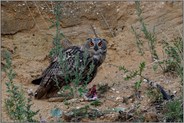 auf Beuteresten... Europäischer Uhu *Bubo bubo*, sucht direkten Blickkontakt, passt auf