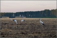 schöne Beobachtung... Weißstorch *Ciconia ciconia*, junge Weißstörche bei der Rast auf einem Acker bei Meerbusch, diesjährige Jungstörche