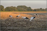 Jungstörche auf dem Vogelzug... Weißstorch *Ciconia ciconia*, junge Störche bei der Nahrungssuche auf einem Acker bei Meerbusch