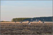 der Zug der Weißstörche... Weißstorch *Ciconia ciconia*, Jungstörche auf ihrem ersten Herbstzug 'gen Süden rasten auf einem Acker bei Meerbusch