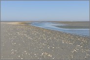 Muschelschalen... Wattenmeer *Nordsee* vor Cuxhaven, Meeresboden bei Niedrigwasser